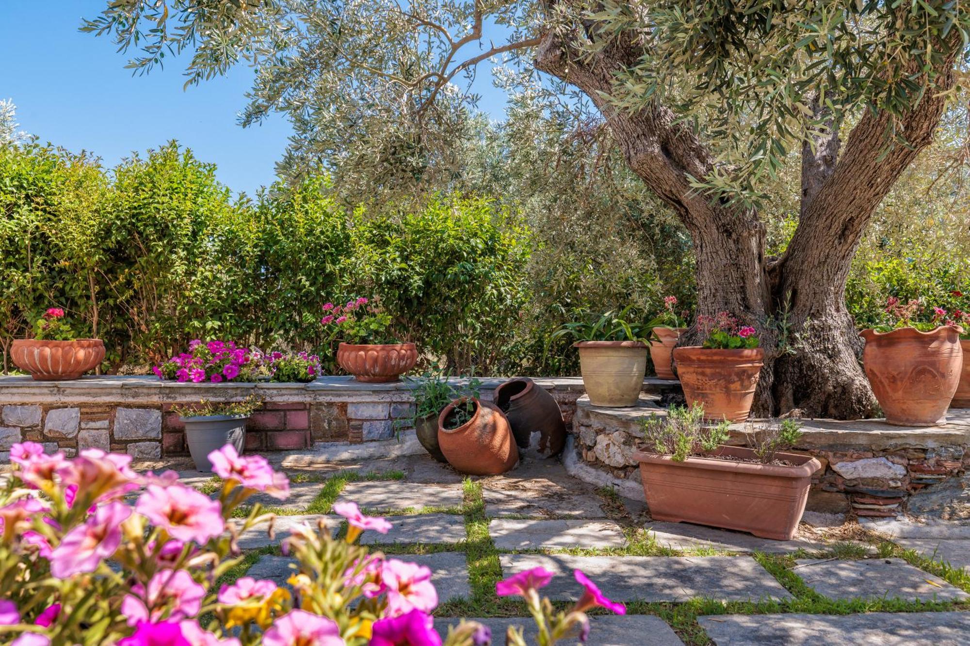 Aretousa Studios & Apartments Skopelos Dış mekan fotoğraf