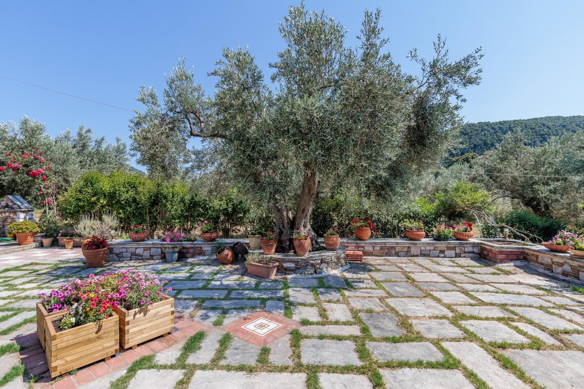 Aretousa Studios & Apartments Skopelos Dış mekan fotoğraf
